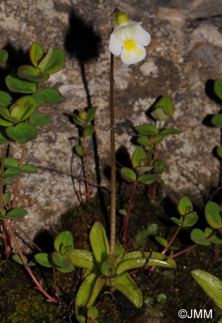 Pinguicula alpina