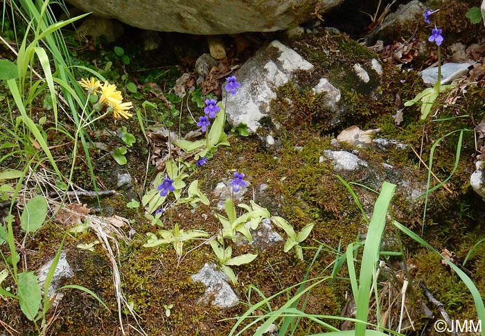 Pinguicula apuana