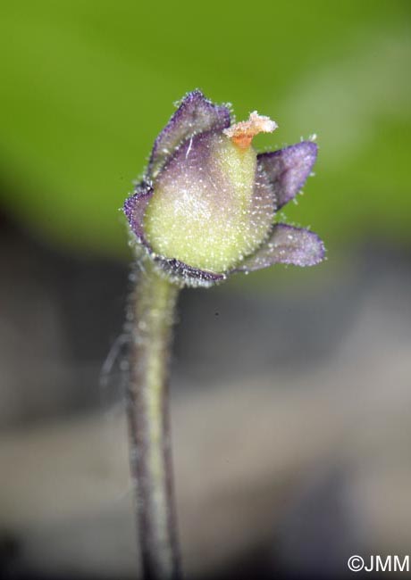 Pinguicula apuana