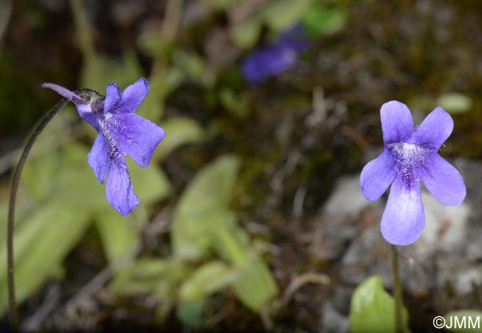 Pinguicula apuana