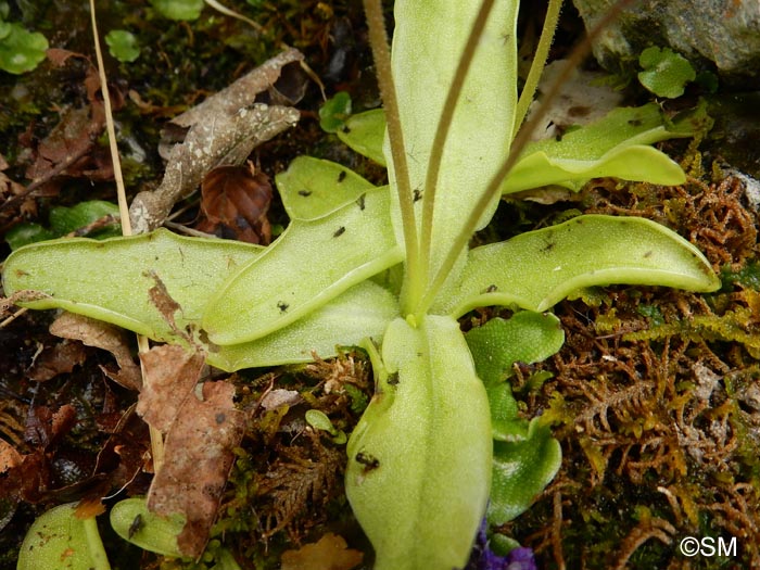 Pinguicula apuana