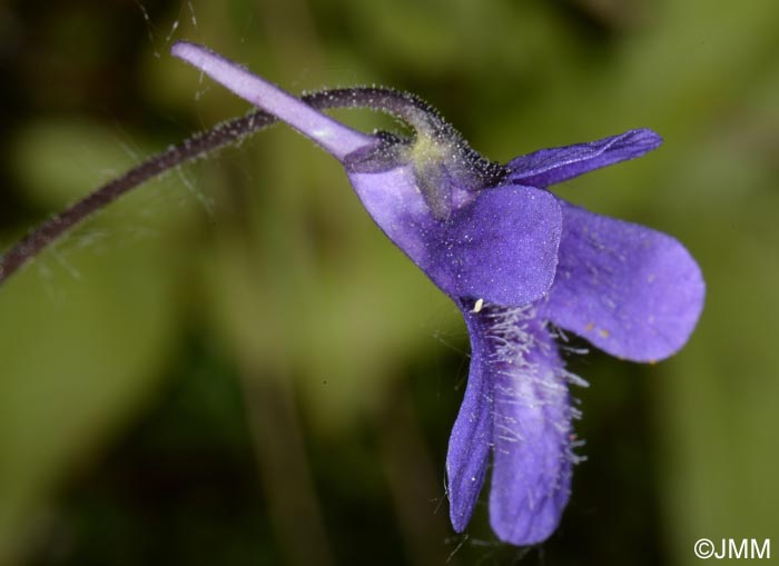 Pinguicula apuana