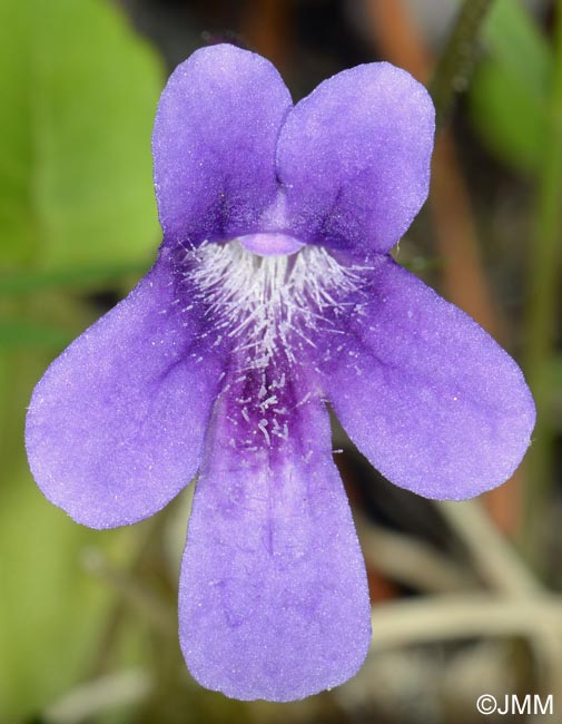 Pinguicula apuana