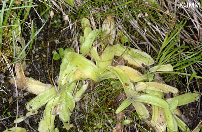 Pinguicula apuana