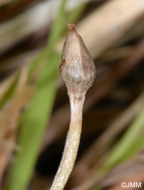 Pinguicula apuana