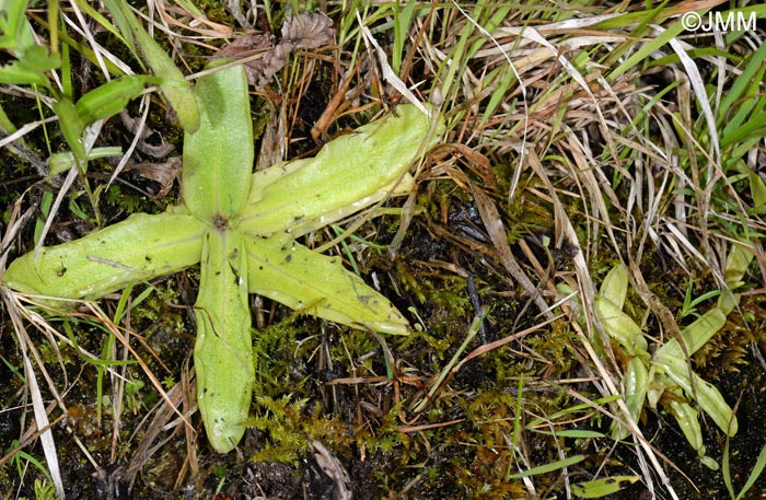 Pinguicula apuana