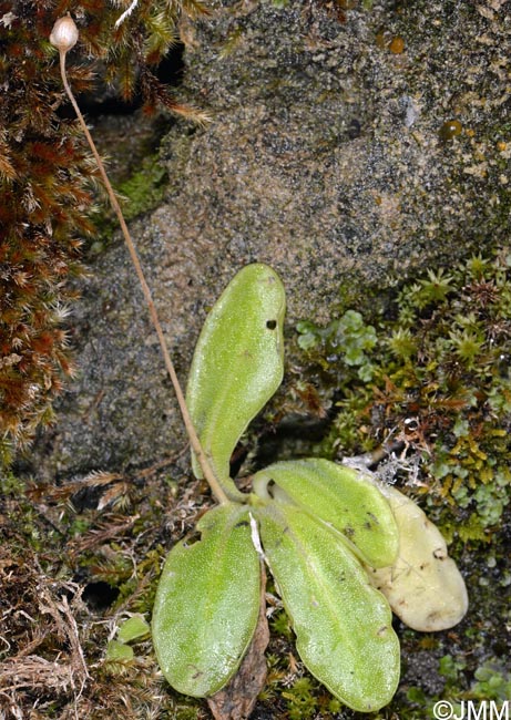 Pinguicula apuana