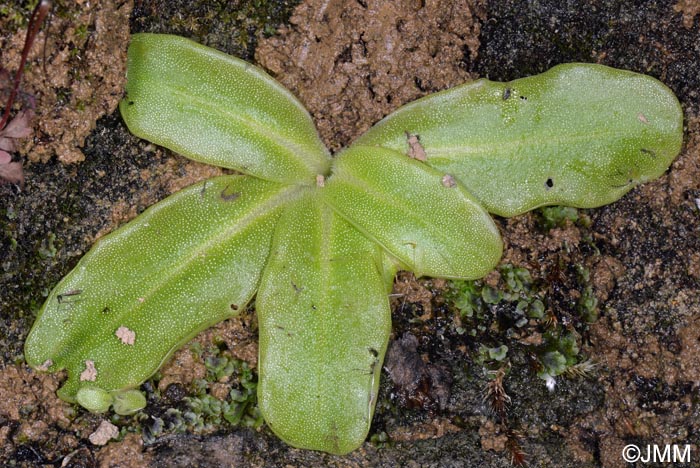 Pinguicula apuana