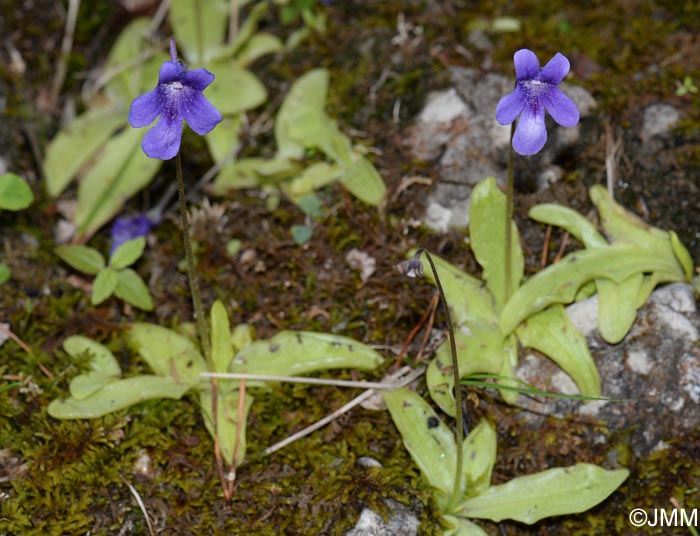 Pinguicula apuana