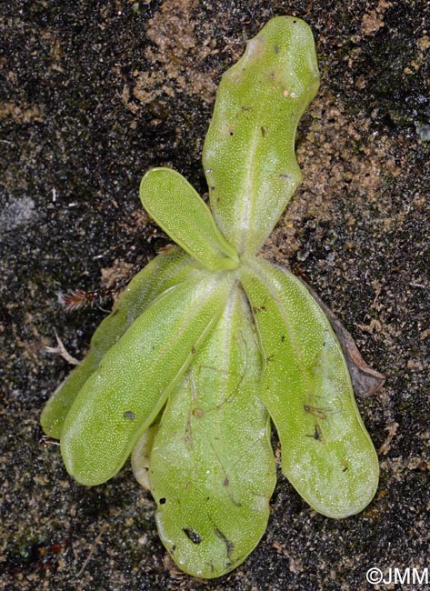 Pinguicula apuana