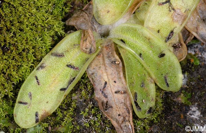 Pinguicula apuana