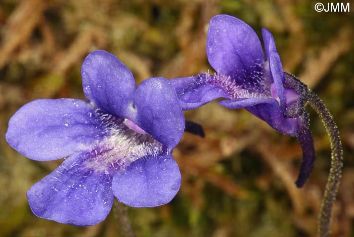 Pinguicula apuana