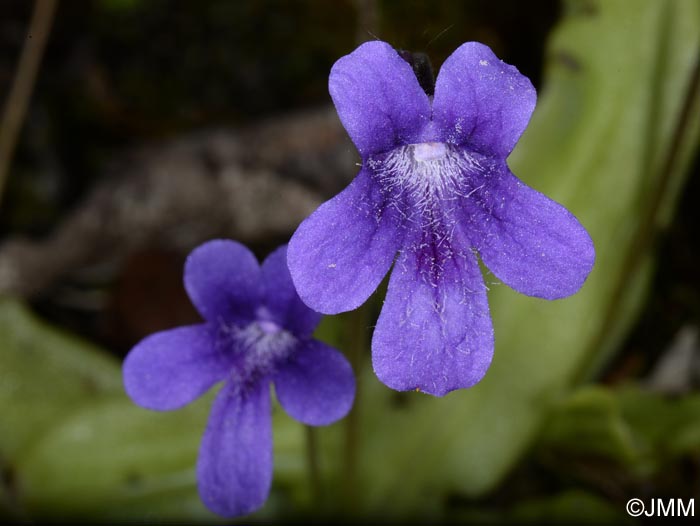 Pinguicula apuana