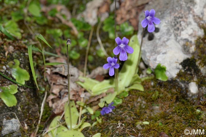 Pinguicula apuana