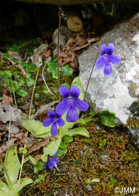 Pinguicula apuana