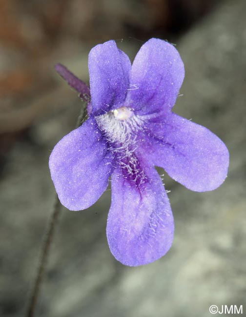 Pinguicula apuana