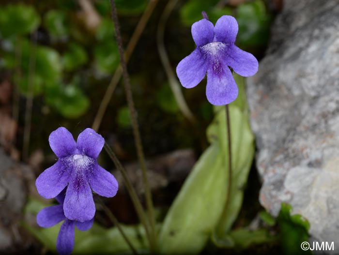 Pinguicula apuana