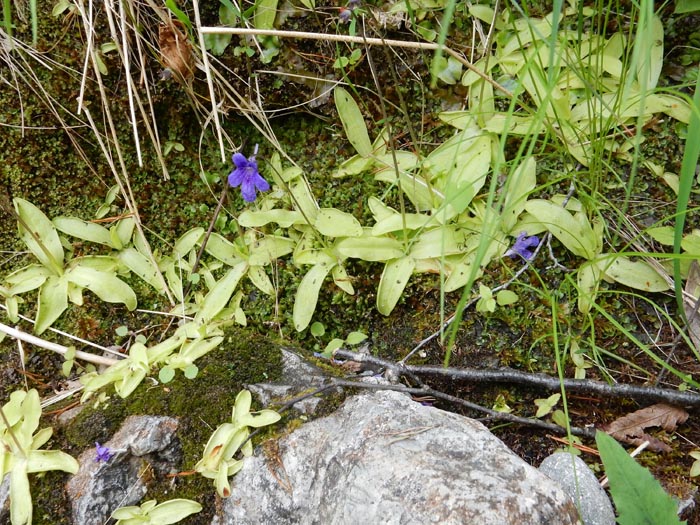 Pinguicula apuana