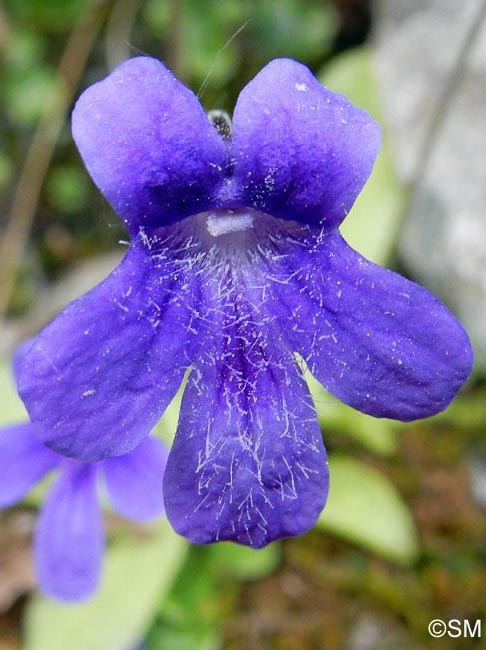 Pinguicula apuana