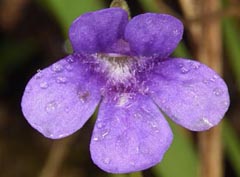 Pinguicula apuana