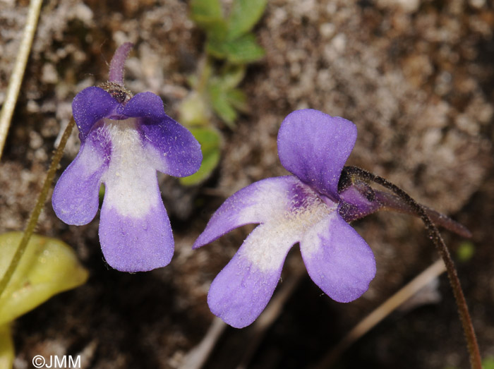 Pinguicula longifolia subsp. caussensis