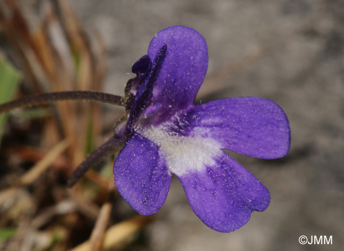 Pinguicula longifolia subsp. caussensis