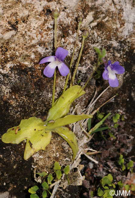 Pinguicula longifolia subsp. caussensis