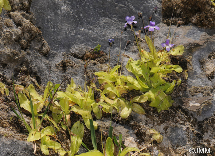 Pinguicula longifolia subsp. caussensis