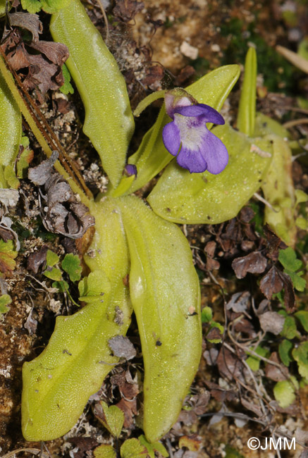 Pinguicula longifolia subsp. caussensis