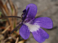 Pinguicula longifolia subsp. caussensis