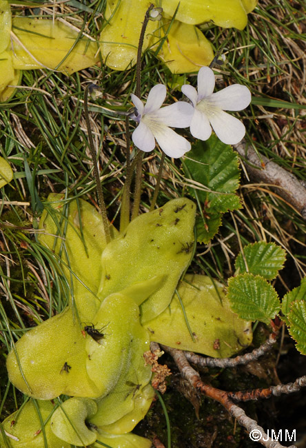 Pinguicula corsica