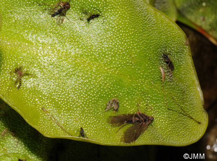 Pinguicula corsica