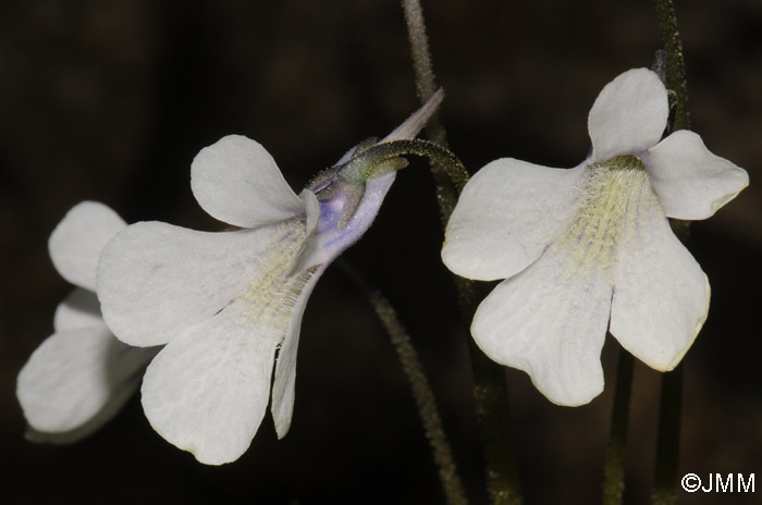 Pinguicula corsica