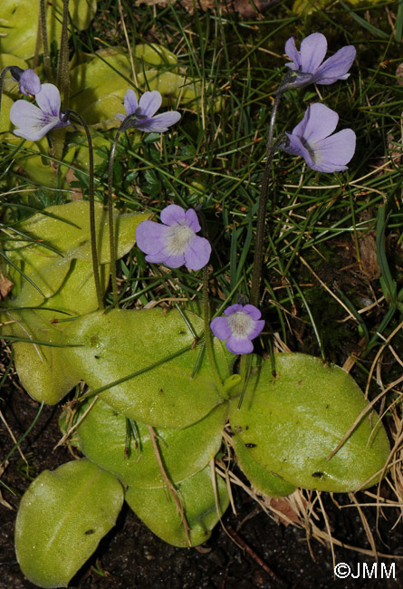 Pinguicula corsica