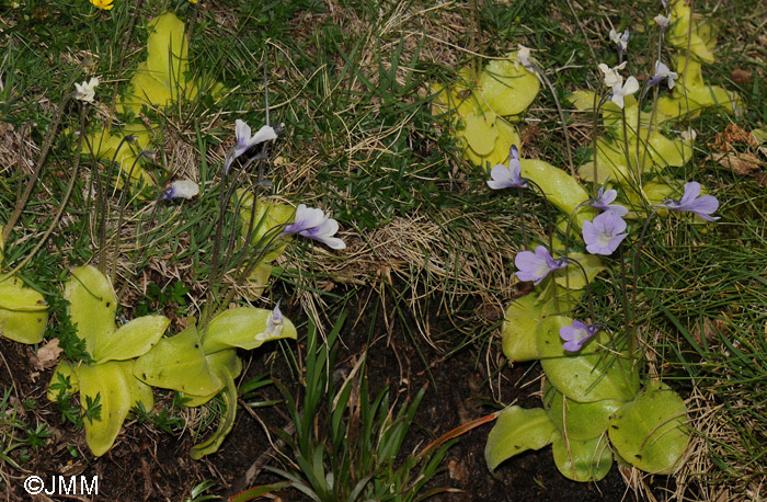 Pinguicula corsica