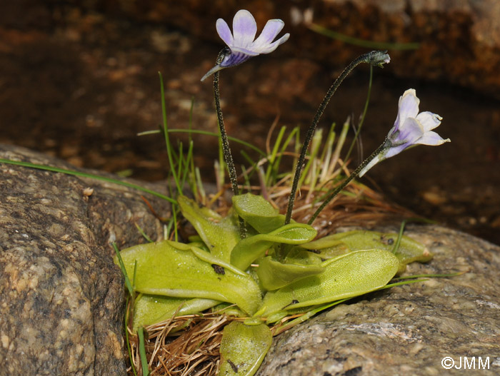 Pinguicula corsica