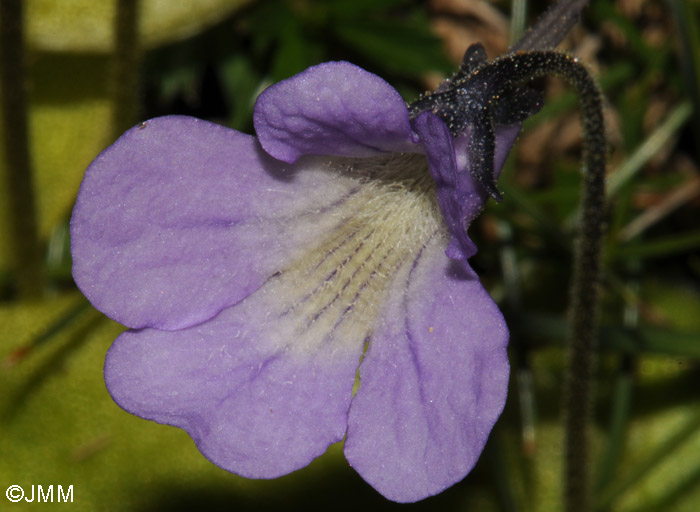 Pinguicula corsica