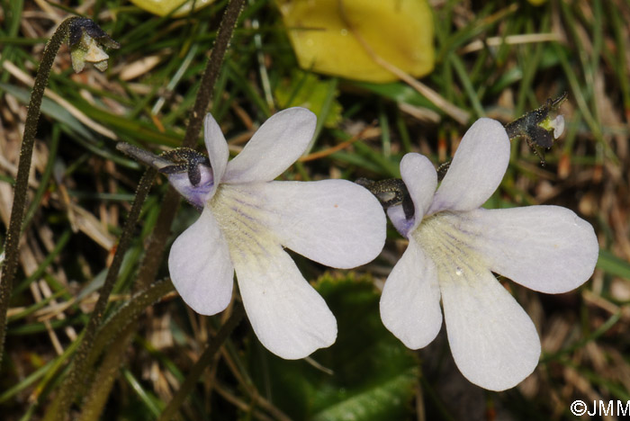 Pinguicula corsica