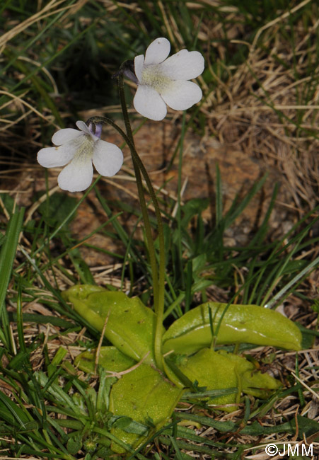 Pinguicula corsica