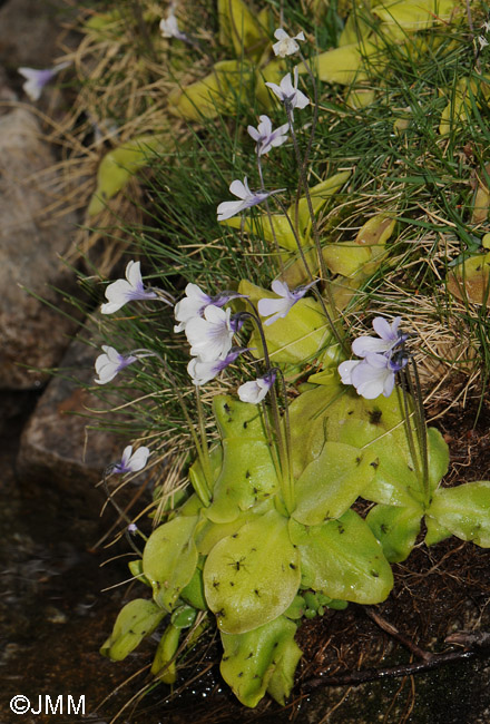 Pinguicula corsica