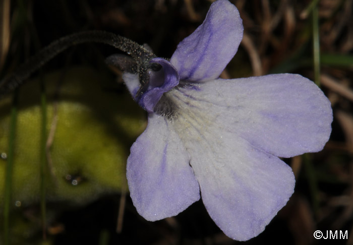 Pinguicula corsica