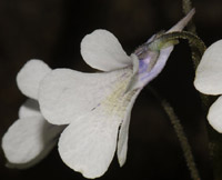 Pinguicula corsica