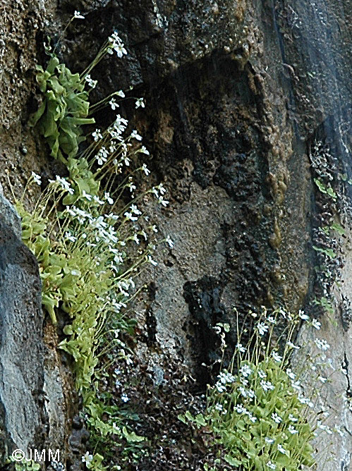 Pinguicula crystallina subsp. crystallina