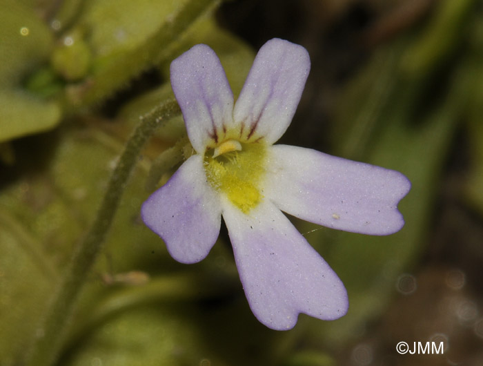 Pinguicula crystallina subsp. hirtiflora