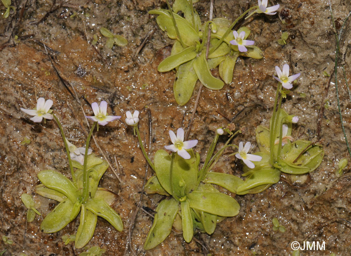 Pinguicula crystallina subsp. hirtiflora