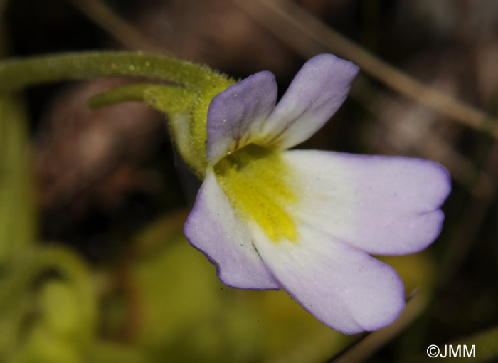 Pinguicula crystallina subsp. hirtiflora