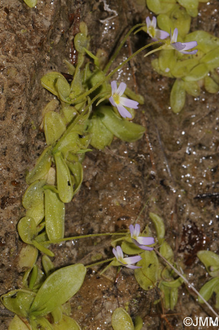 Pinguicula crystallina subsp. hirtiflora