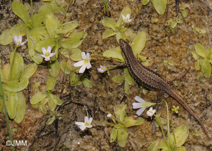 Zootoca vivipara & Pinguicula crystallina subsp. hirtiflora