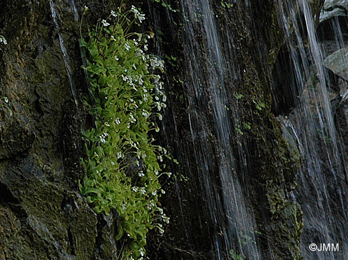 Pinguicula crystallina subsp. crystallina