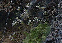 Pinguicula crystallina